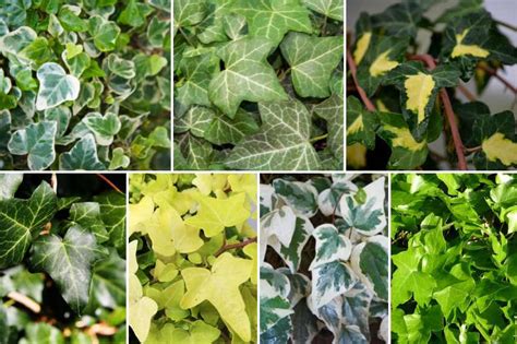 Différentes variétés de lierre avec leurs feuillages variés