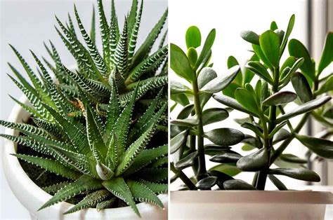 une composition de différentes variétés de plantes grasses en pot
