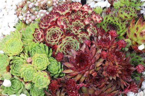 gros plan sur une rosette de Joubarbe dans une rocaille
