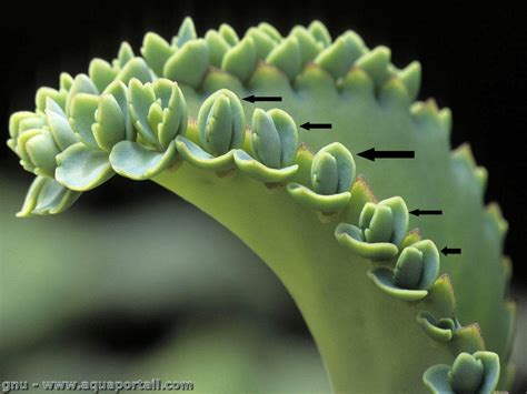 schéma illustrant la multiplication végétative par plantules sur les feuilles de Kalanchoe