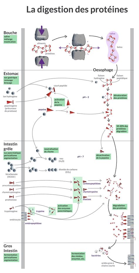 Diagramme illustrant les voies d'absorption des toxines du laurier rose