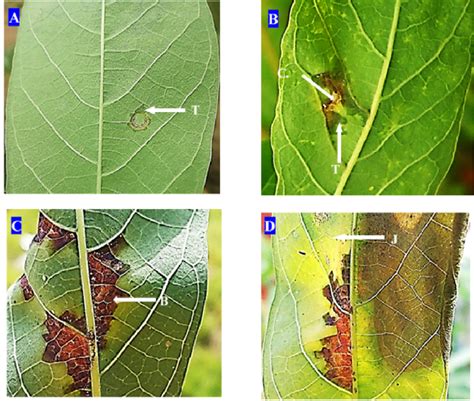 Photo comparative des symptômes de la bactériose (taches huileuses) et de l'anthracnose sur feuilles de noisetier