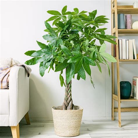 Pachira aquatica adulte dans un intérieur lumineux