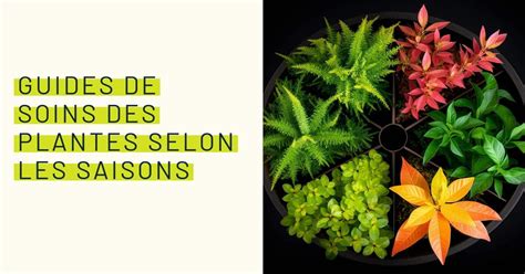 Photo comparative de plantes suspendues selon les saisons