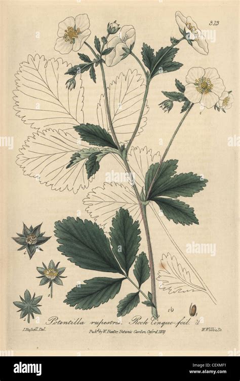 Illustration botanique de la potentille rampante