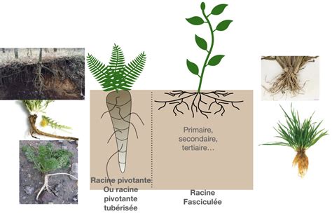 Schéma comparatif des systèmes racinaires : Pélargonium vs Géranium vivace