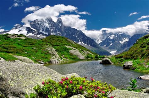 Paysage de montagne avec des myrtilliers sauvages en été