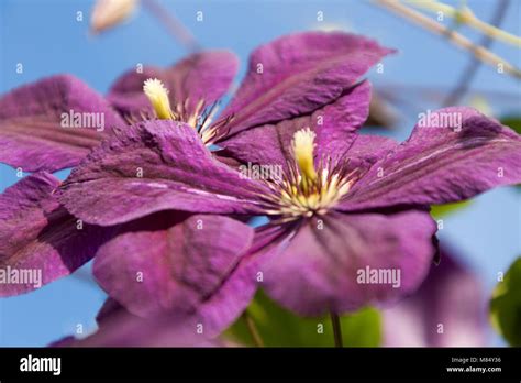 une clématite en pleine floraison dans un jardin