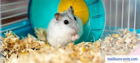 Hamster creusant dans une litière épaisse et naturelle