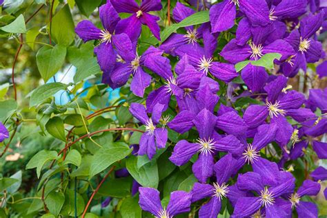 Gros plan sur les fleurs violettes caractéristiques de la Clematis Jackmanii