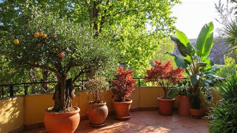 agrumes en pots sur une terrasse ensoleillée