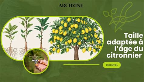 schéma explicatif de l'apport d'engrais au pied d'un citronnier
