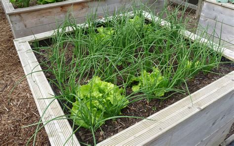 Schéma explicatif du montage d'un carré potager et de la disposition des cultures