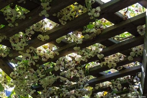 Akebia quinata sur pergola