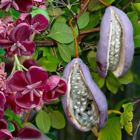 Fruits d'Akebia quinata ou vigne chocolat