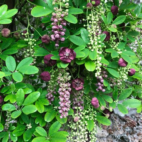 Akebia quinata en pot sur une terrasse