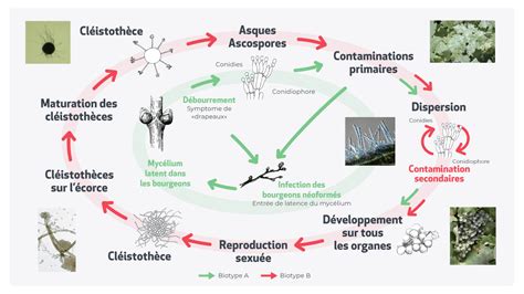 Schéma illustrant le cycle de vie de l'oïdium et son développement sur le feuillage