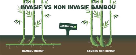 Infographie comparative : Symptômes d'un bambou assoiffé vs bambou trop arrosé
