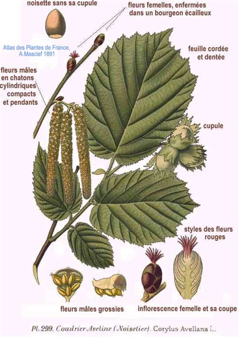 Illustration botanique du noisetier Corylus avellana avec ses chatons et ses noisettes
