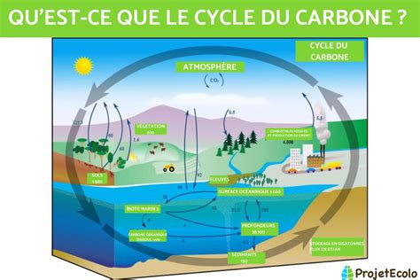 Graphique montrant le cycle annuel du carbone et les réserves énergétiques du noisetier