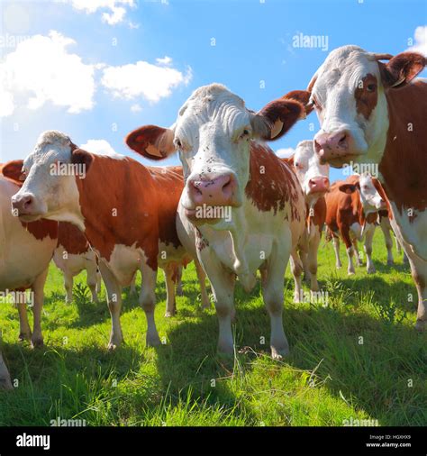 Vaches Montbéliardes