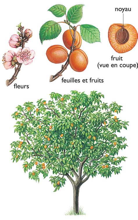 Illustration botanique d'un abricotier avec ses feuilles luisantes et ses fruits orangés