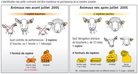 Schéma illustrant le cycle de croissance de la toison chez les caprins et ovins domestiques