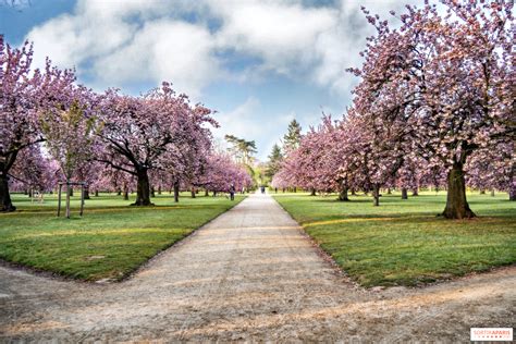 Photographie des cerisiers en fleurs encadrés par des allées du parc