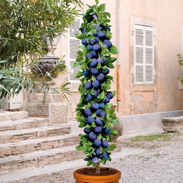 Photo montrant une rangée de fruitiers colonnaires le long d'un mur de terrasse