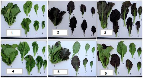 Schéma comparatif des feuilles de Brassica nigra et Brassica juncea
