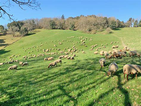 troupeau de brebis au pâturage dans un paysage rural