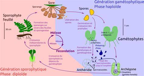 Schéma illustrant le cycle de propagation des maladies fongiques dans un verger