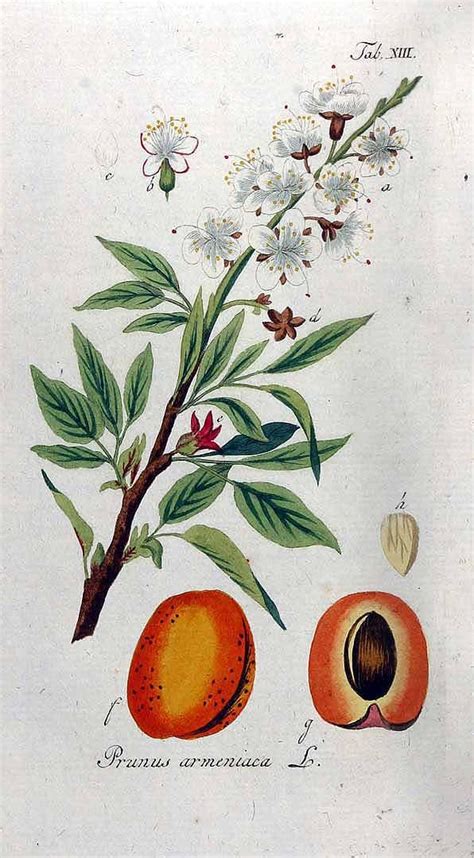 Illustration botanique du Prunus africana dans son habitat naturel forestier