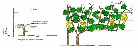 Schéma illustrant une vigne palissée en éventail sur un mur de jardin