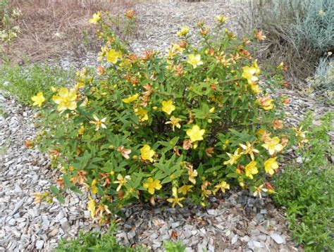 Massif de millepertuis rampant en pleine floraison estivale