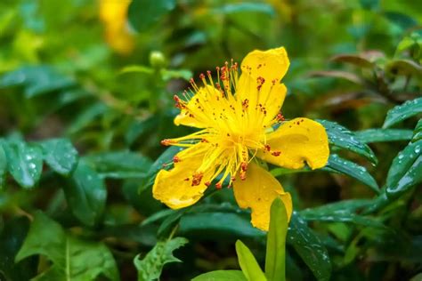 Détail d'une fleur de millepertuis avec ses étamines proéminentes