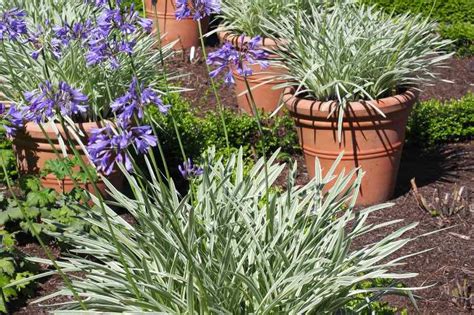 agapanthes en pot sur une terrasse ensoleillée