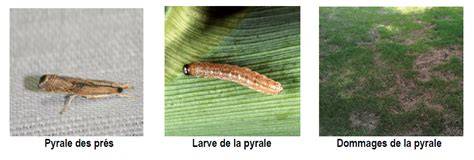 Schéma illustrant l'aspect des plaques de gazon mort causées par la pyrale des prés