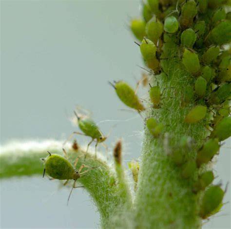 Vue rapprochée d'une colonie de pucerons verts sur une tige de plante