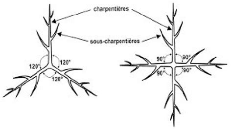 Schéma explicatif de la taille de ramification d'un jeune noisetier