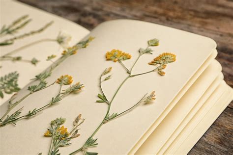 Un herbier ancien ouvert sur une table en bois avec des fleurs séchées et des outils de botaniste