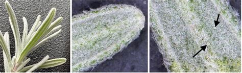 Trichomes étoilés multiangulés de H. helix