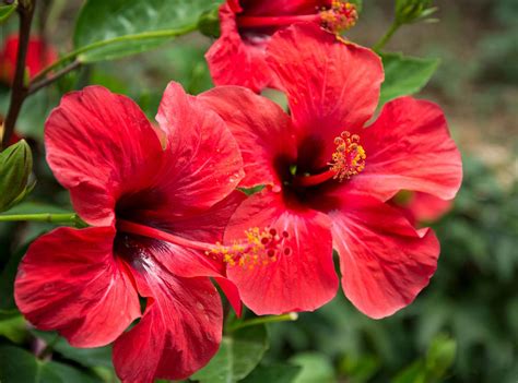 Hibiscus d'intérieur aux fleurs rouges éclatantes