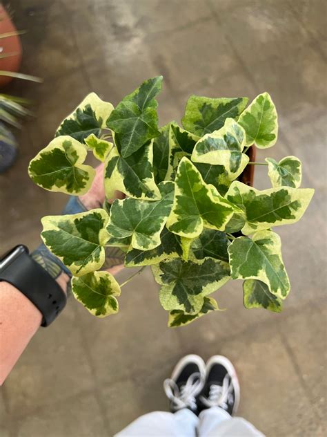 Lierre artificiel panaché dans un décor intérieur élégant
