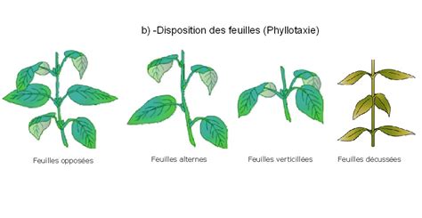 Schéma technique montrant la structure des tiges armées et la disposition des feuilles
