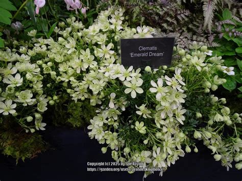 Détail d'une fleur de Clematis Emerald Dream