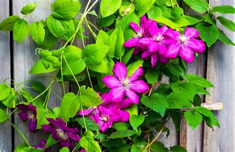Illustration d'un jardin urbain utilisant des clématites en pot
