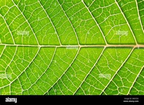 Vue rapprochée des nervures des feuilles de la clématite
