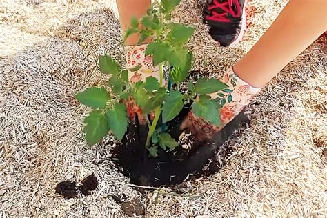 jardinier observant un pied de tomate avec des feuilles jaunies