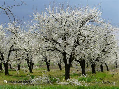 Verger de pruniers en fleurs au printemps